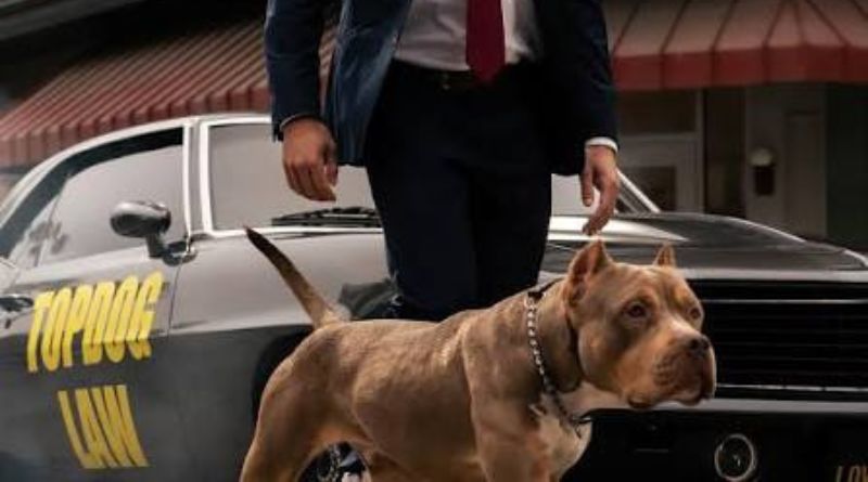 Top Dog Law Chicago: What to Know Before You Call