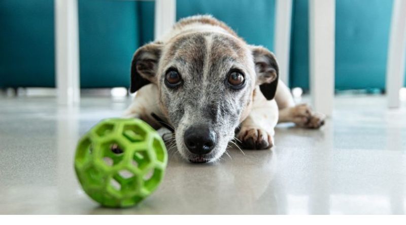 Animal Legal Defense Fund: What It Does, How It Works, and Why It Matters