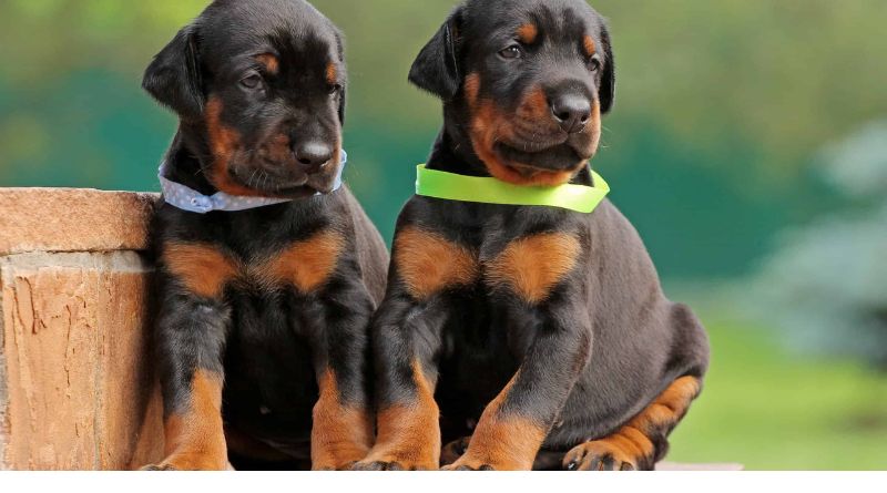 Indian Female Dog Names: 200+ Beautiful Names With Meanings (And How to Pick the Right One)