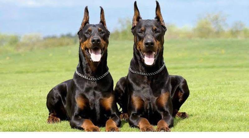 Indian Male Dog Names